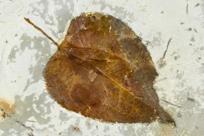 Fossil Hackberry Leaf (Celtis) - Montana #113265